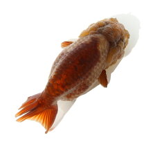 楽天市場】金魚 瑪瑙の通販