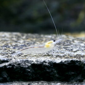 （エビ）ヤマトヌマエビ　スノーホワイト（5匹）　北海道・九州航空便要保温