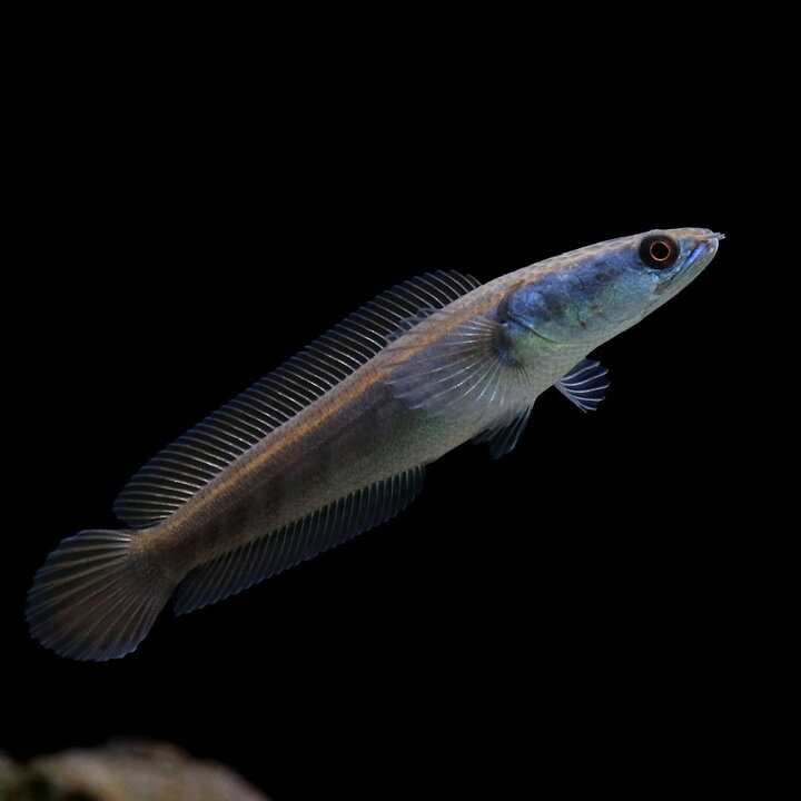 楽天市場】（熱帯魚）チャンナ マルリオイデス サンピット産（1匹 