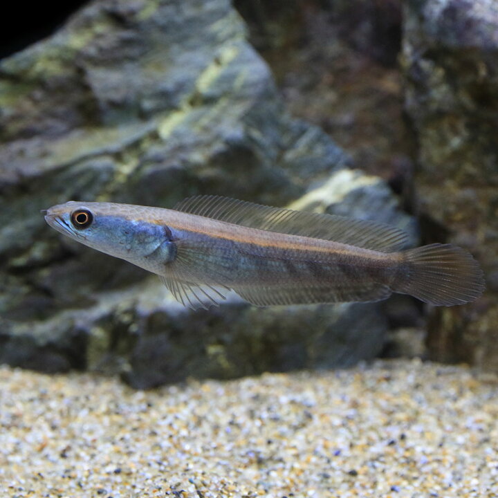 楽天市場】（熱帯魚）チャンナ マルリオイデス サンピット産（1匹 