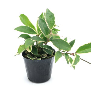 観葉植物 サクラランの人気商品 通販 価格比較 価格 Com