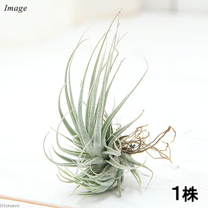 楽天市場】（観葉植物）エアープランツ チランジア エーレルシアナ（1 
