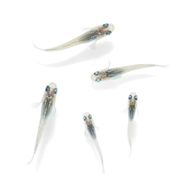 楽天市場】（めだか）無選別 ネプチューンメダカ 稚魚（5匹） : charm 