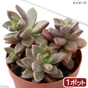 iAjOvgy^@uYP@2D5`3i1|bgj