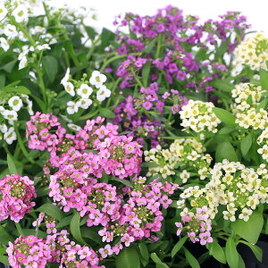 iϗtAjAbTiԐF܂j@3i1|bgj