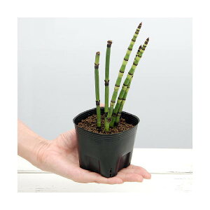 iR쑐jIIgNTiؑj3`4i1|bgjixԁj