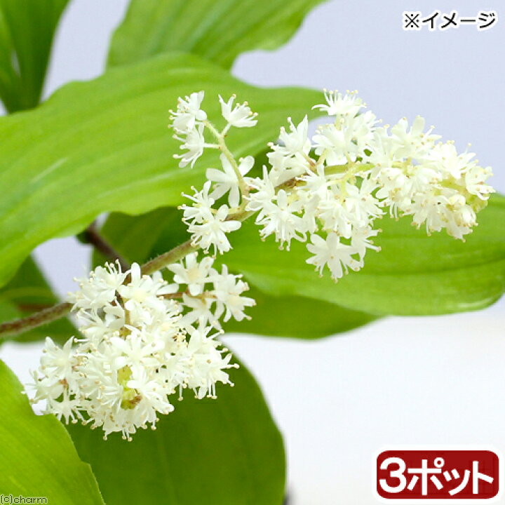 付与 山野草 菊咲きイチゲ 菊咲きイチリンソウ 菊咲一華 ３号 １ポット 休眠株 Riosmauricio Com