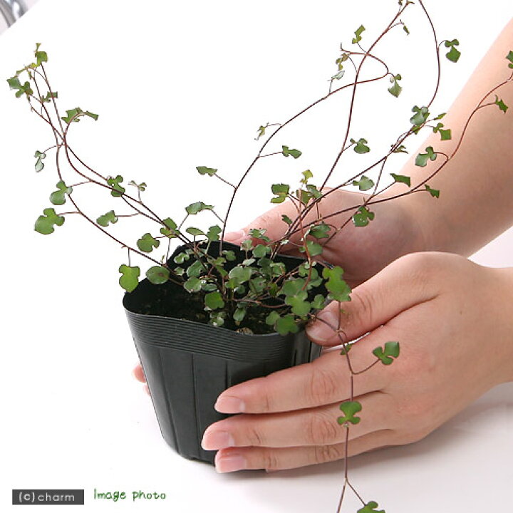 最新発見 観葉植物 ワイヤープランツ ３号 １ポット Ege35 Codartbilisim Com Tr