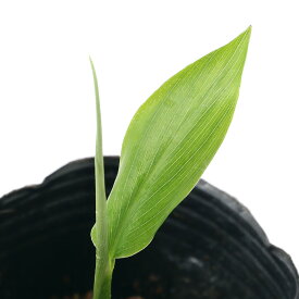 楽天市場 ミョウガ 苗の通販