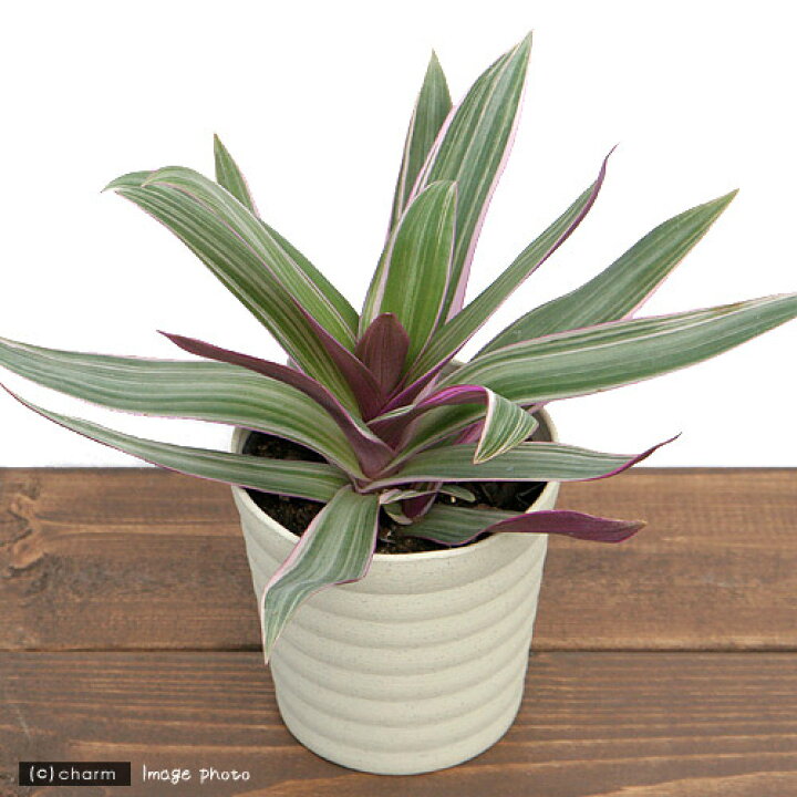 楽天市場 観葉植物 ムラサキオモト ３ ５号 １鉢 北海道冬季発送不可 Charm 楽天市場店