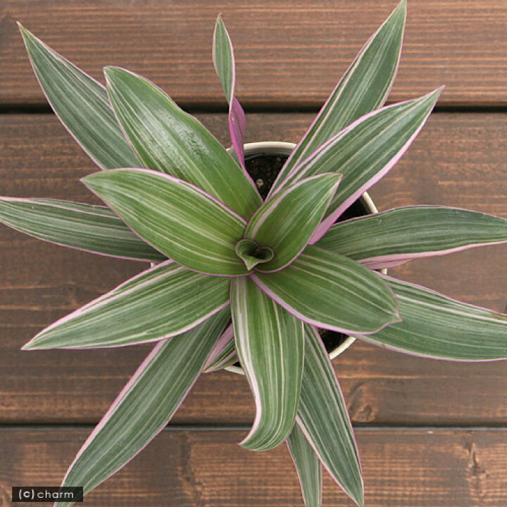 楽天市場 観葉植物 ムラサキオモト ３ ５号 １鉢 北海道冬季発送不可 Charm 楽天市場店