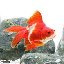 楽天市場】金魚 飯田琉金の通販