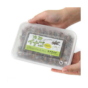 ⓀCiS@Mi3D5cm@180Cj@TOMISHIRO@ʓrN[萔@퉷is