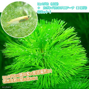 i߂jijJ{oio10{j{q_Ji6CjZbg