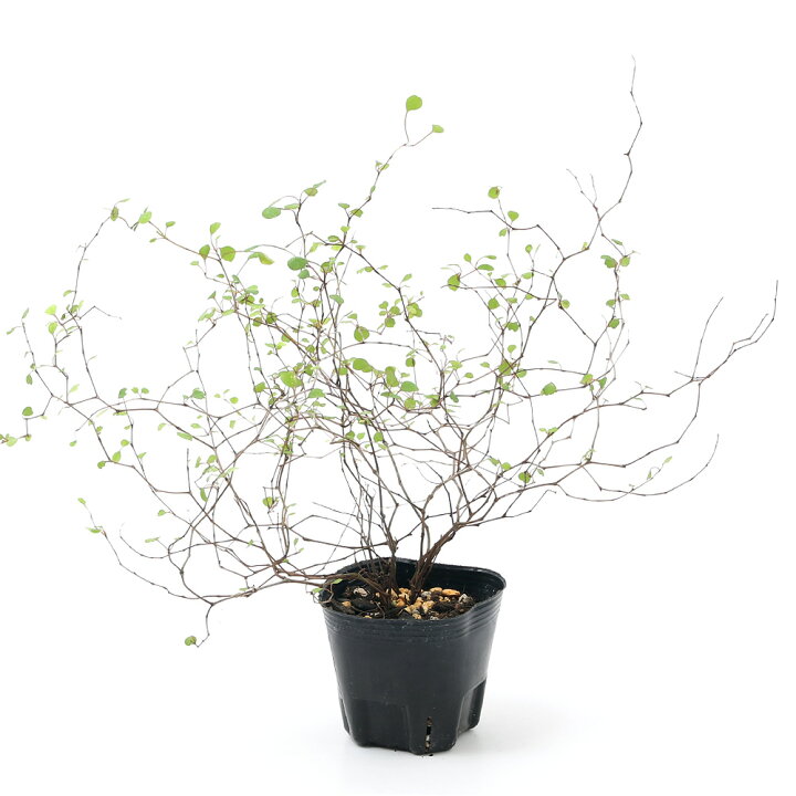 楽天市場 観葉植物 ワイヤープランツ ワイヤーハート ３号 １ポット 北海道冬季発送不可 Charm 楽天市場店