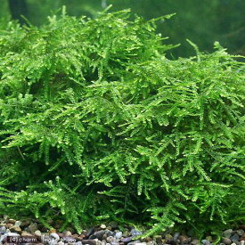 （水草）ウィーピングモス（水中葉）（無農薬）（1カップ）