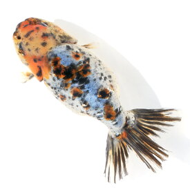 （国産金魚）一点物　江戸錦　12cm±（1匹）