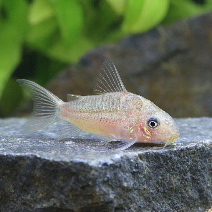 楽天市場】（熱帯魚）コリドラス・パンタナルエンシス（ブリード）（1 
