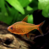 （熱帯魚）レッドチェリー・テトラ（ブリード）（3匹）　北海道・九州航空便要保温
