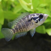 楽天市場】水槽 90cm（観賞魚｜熱帯魚・アクアリウム）：ペット 