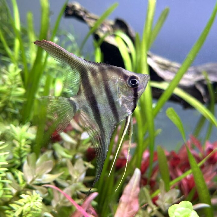 楽天市場】（熱帯魚）ネグロアルタム・エンゼルフィッシュ（国産 