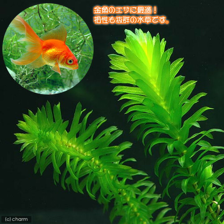 推奨 鉛巻き 水草 ７ １０本 カボンバ ３個 メダカ 金魚藻 水草