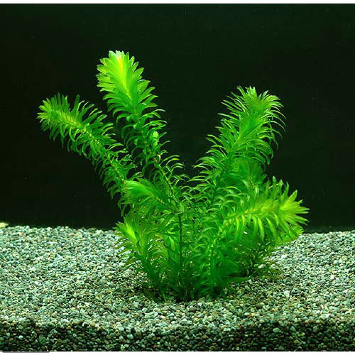 世界的に有名な 金魚金魚草 カモンバ 鉛巻き 1束 約10本 生体 Shipsctc Org