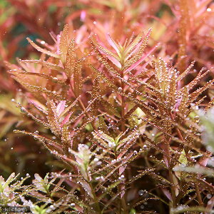 ij^@gfBtHA@R^itji_ji10{j