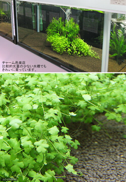 楽天市場 水草 オーストラリアン ノチドメ 水中葉 無農薬 ５本 北海道航空便要保温 Charm 楽天市場店