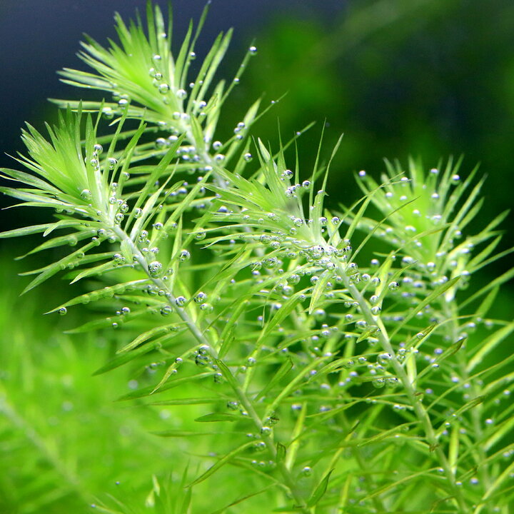楽天市場 水草 マヤカ 水中葉 無農薬 ２０本 Charm 楽天市場店