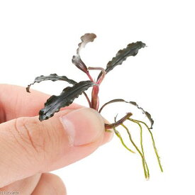 （水草）ブセファランドラsp．クダガン（無農薬）（水中葉）（1株）