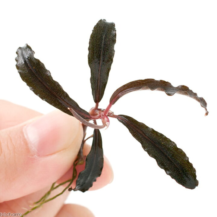楽天市場 水草 ブセファランドラｓｐ クダガン 無農薬 水中葉 １株 Charm 楽天市場店