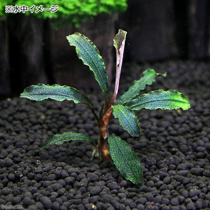 楽天市場 水草 ブセファランドラｓｐ クダガン 無農薬 水中葉 １株 Charm 楽天市場店