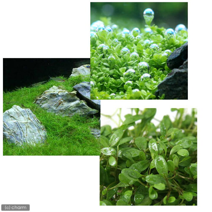 楽天市場 水草 人気の前景草３種セット グロッソ キューバ ヘアショー 水上葉 無農薬 １パック Charm 楽天市場店