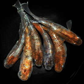 （めだか）三色マリアージュメダカ（3匹）