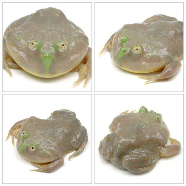 楽天市場 両生類 バジェットガエル １匹 北海道 九州航空便要保温 Charm 楽天市場店