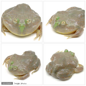 楽天市場 両生類 バジェットガエル １匹 Charm 楽天市場店