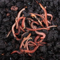 （生餌）死着保証なし　ミミズ　1カップ分（約40匹）　活餌