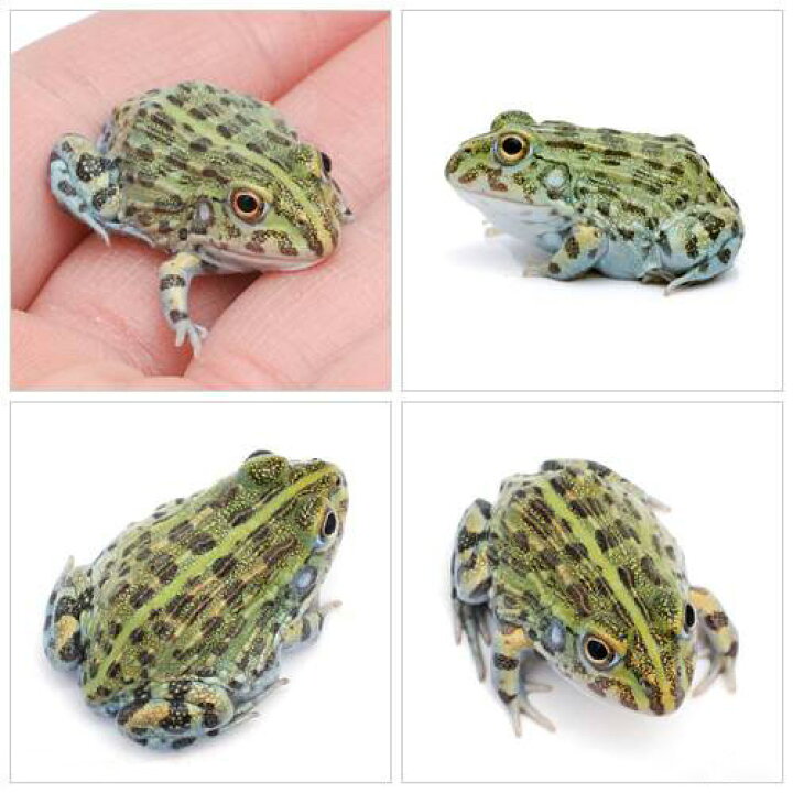 毎日続々入荷 両生類 クランウェルツノガエル飼育入門セット 水苔ｖｅｒ 生体付き カエル飼育 本州四国限定 Globescoffers Com