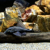 楽天市場】ワイルド ディスカス（観賞魚｜熱帯魚・アクアリウム 