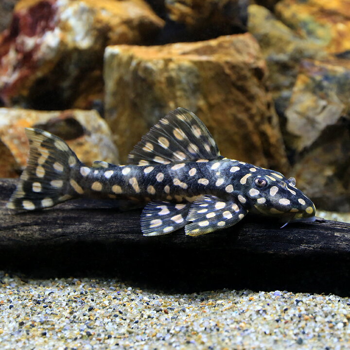楽天市場】（熱帯魚）オパールドット・マグナムプレコ（ワイルド）（1 