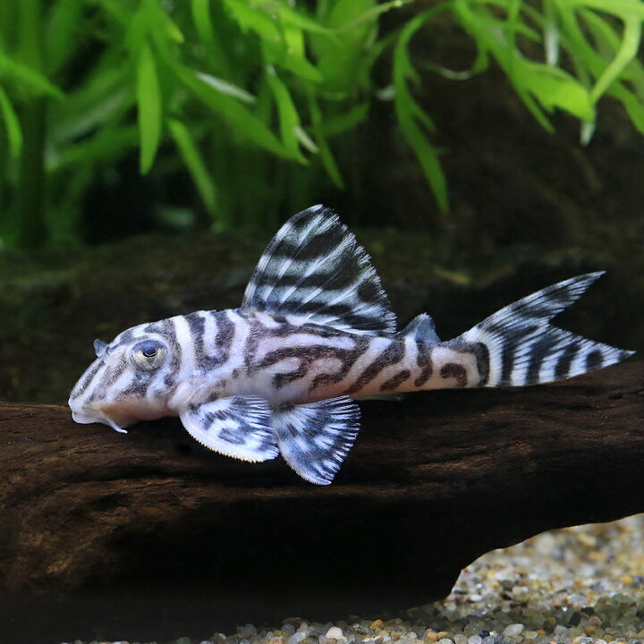 楽天市場】（熱帯魚）スーパーインペリアルゼブラプレコ L−173a 