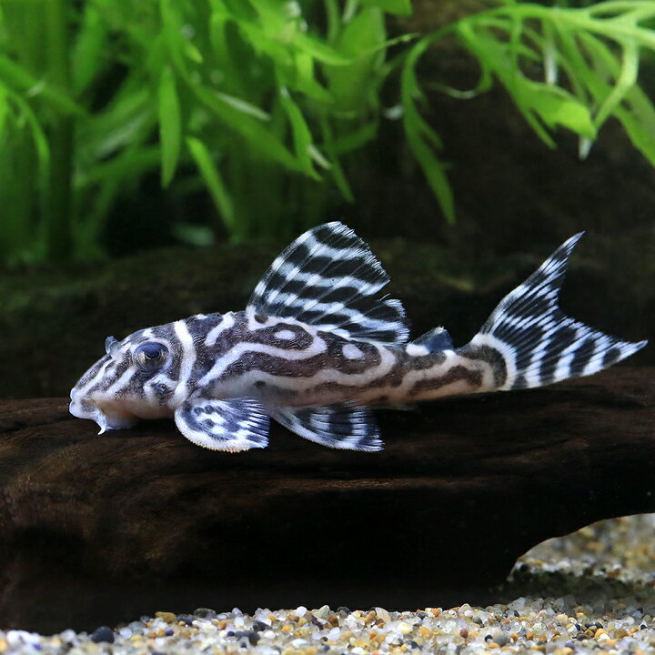 楽天市場】（熱帯魚）スーパーインペリアルゼブラプレコ L−173a 