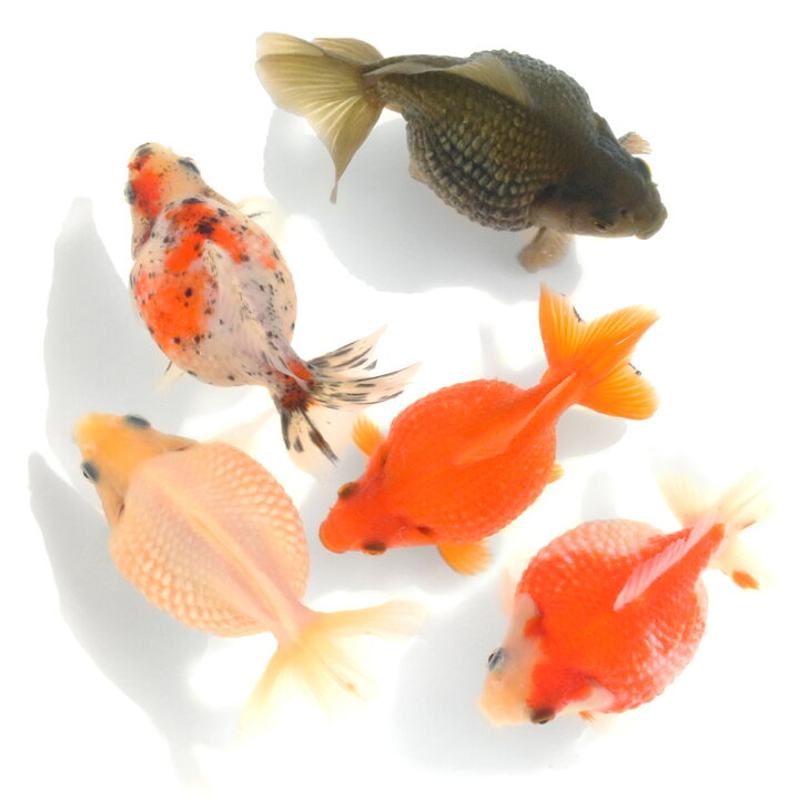 楽天市場】（国産金魚）ピンポンパール 10〜13cm 薩摩産（1匹 