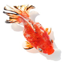 楽天市場】ショート テール 琉金（観賞魚｜熱帯魚・アクアリウム 