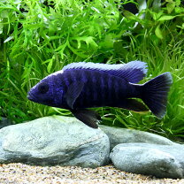 楽天市場】淡水エイ 種類（熱帯魚・アクアリウム｜ペット・ペット 
