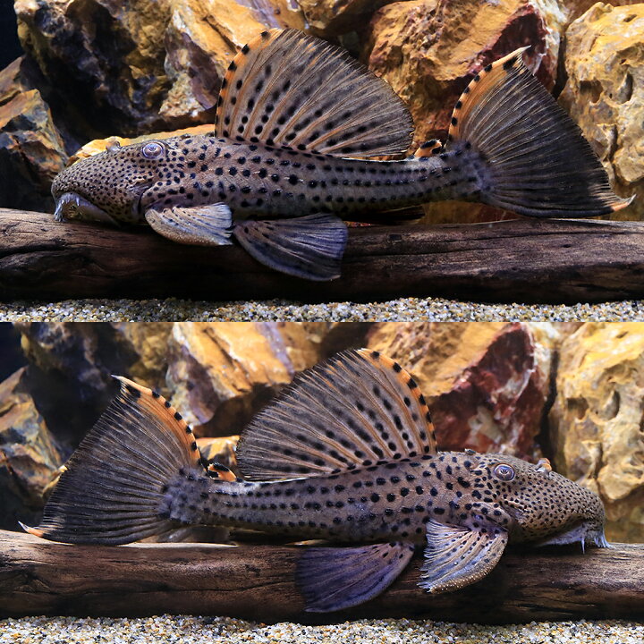 楽天市場】（熱帯魚）タイガーフィンサタン・プレコ Lサイズ（約20 