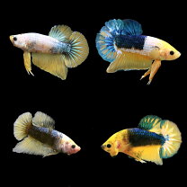 楽天市場】ベタ プラカット（カラーイエロー）（観賞魚｜熱帯魚 