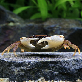 （エビ・カニ）パプアニューギニアクラブ（1匹）