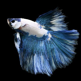 （熱帯魚）ベタ　スーパーデルタテール　ブルーパンダ　オス（1匹）　北海道・九州航空便要保温　関東当日便
